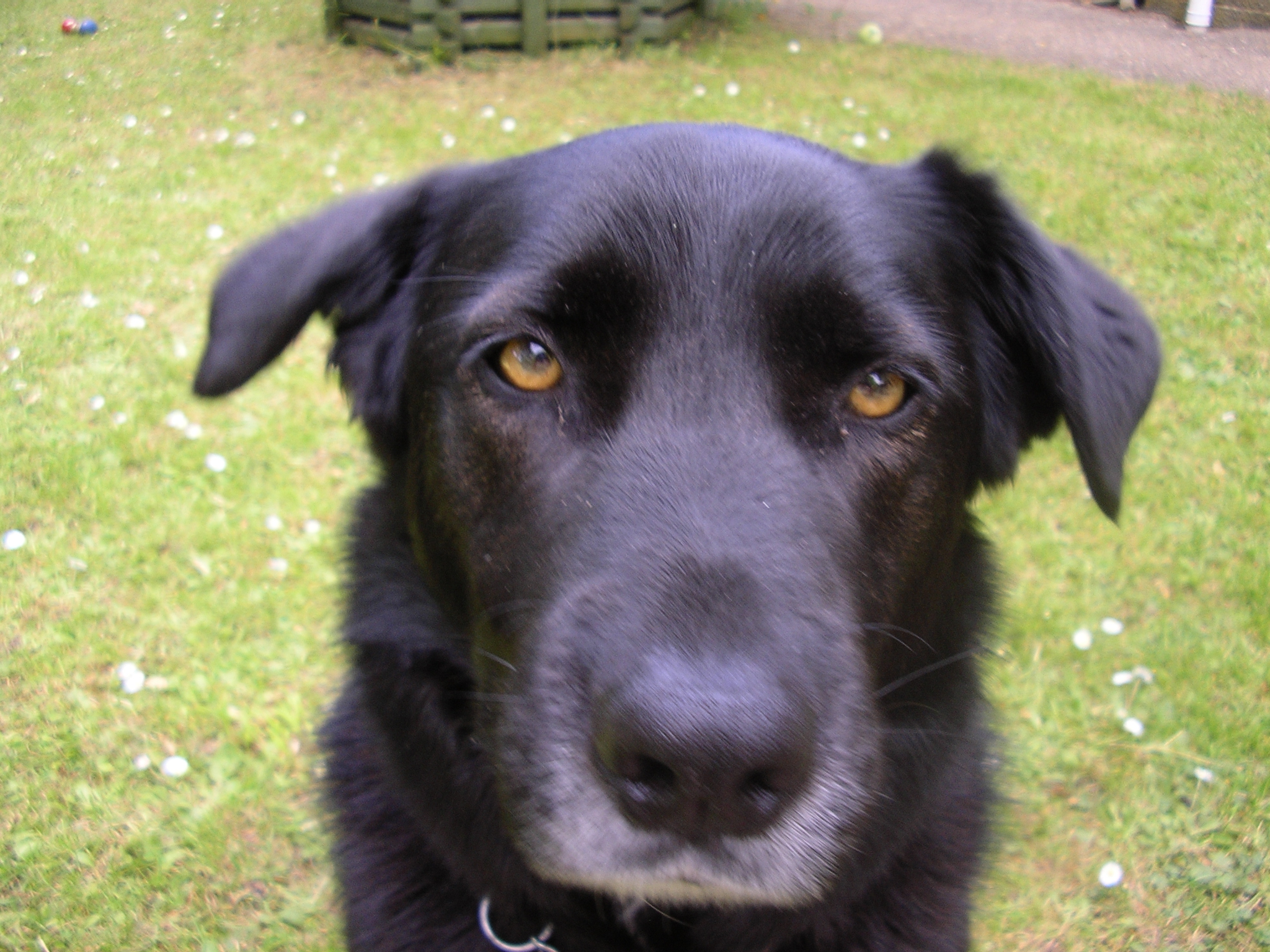 bertie